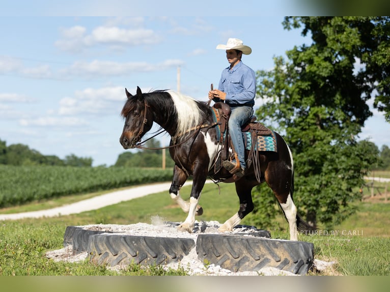 Draft Horse Mix Castrone 5 Anni 152 cm Pezzato in Lewistown