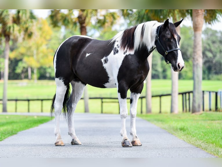 Draft Horse Mix Castrone 5 Anni 152 cm Pezzato in Ocala