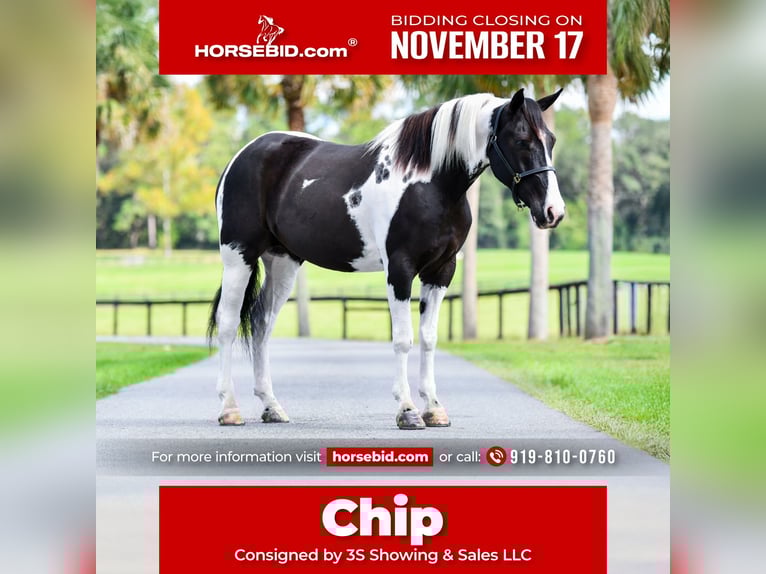 Draft Horse Mix Castrone 5 Anni 152 cm Pezzato in Ocala