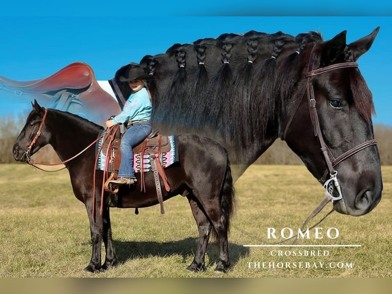 Draft Horse Castrone 5 Anni 155 cm Morello in Crab Orchard, KY