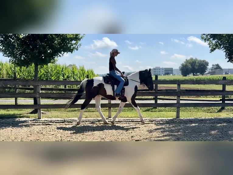 Draft Horse Mix Castrone 5 Anni 155 cm Pezzato in Gap