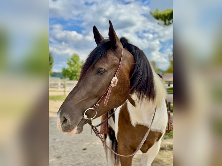 Draft Horse Mix Castrone 5 Anni 155 cm Pezzato in Gap