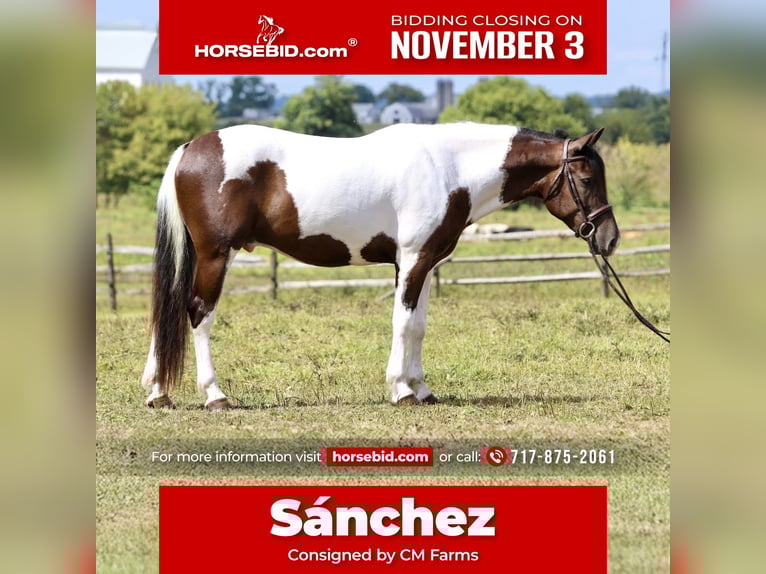 Draft Horse Mix Castrone 5 Anni 155 cm Pezzato in Gap