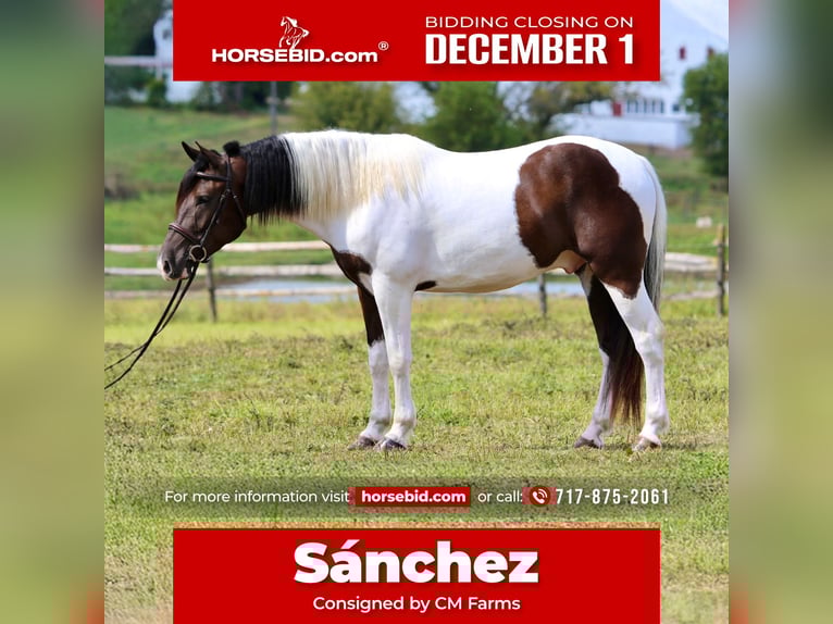 Draft Horse Mix Castrone 5 Anni 155 cm Pezzato in Gap