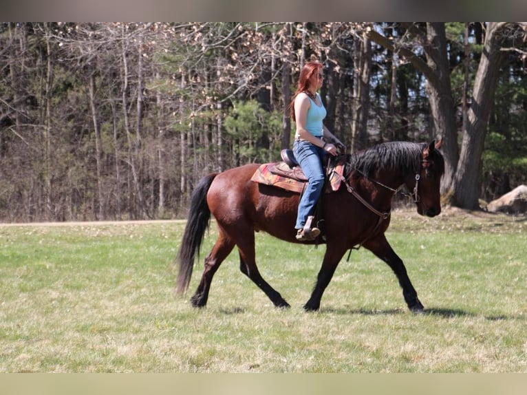 Draft Horse Castrone 5 Anni 157 cm Baio ciliegia in Howell, MI