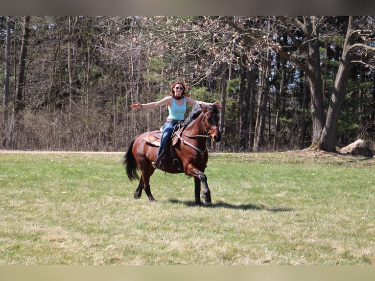 Draft Horse Castrone 5 Anni 157 cm Baio ciliegia in Howell, MI