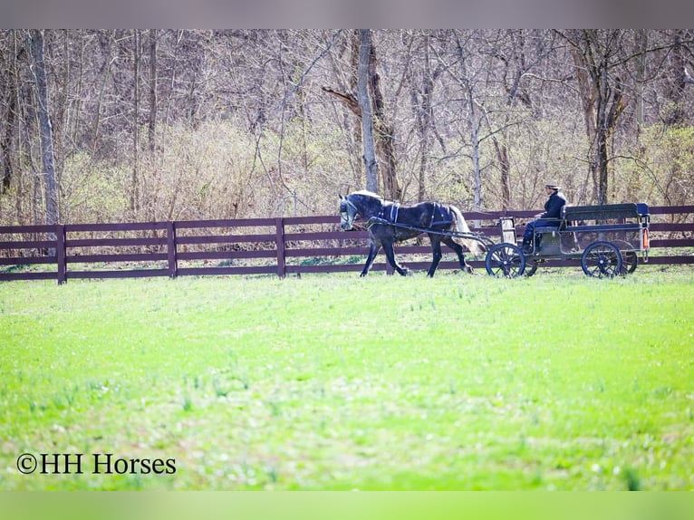 Draft Horse Mix Castrone 5 Anni 157 cm Grigio in Flemingsburg