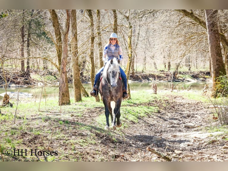 Draft Horse Mix Castrone 5 Anni 157 cm Grigio in Flemingsburg
