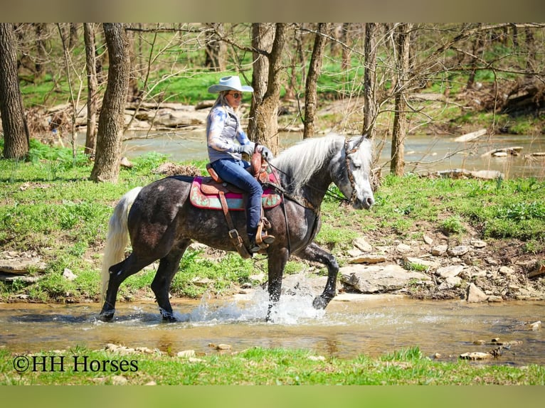 Draft Horse Mix Castrone 5 Anni 157 cm Grigio in Flemingsburg
