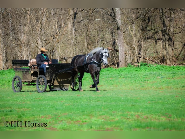 Draft Horse Mix Castrone 5 Anni 157 cm Grigio in Flemingsburg