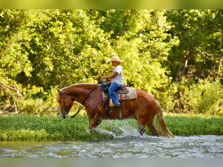 Draft Horse Mix Castrone 5 Anni 157 cm in Crab Orchard, KY