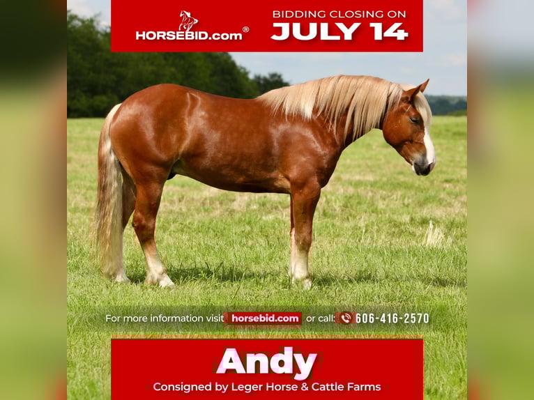 Draft Horse Mix Castrone 5 Anni 157 cm in Crab Orchard, KY
