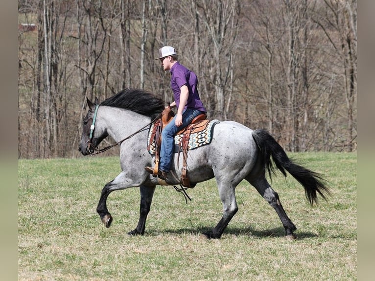 Draft Horse Castrone 5 Anni 157 cm Roano blu in Mount Vernon