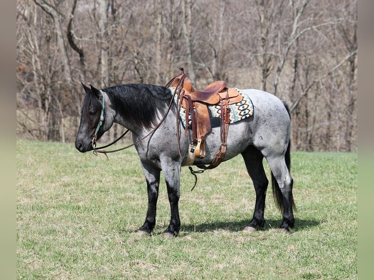 Draft Horse Castrone 5 Anni 157 cm Roano blu in Mount Vernon