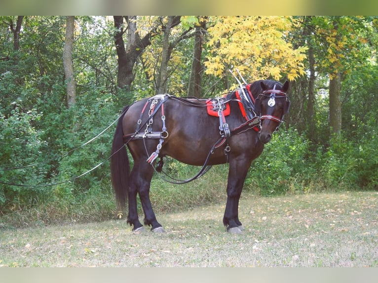 Draft Horse Mix Castrone 5 Anni 160 cm Baio in Fergus Falls, MN