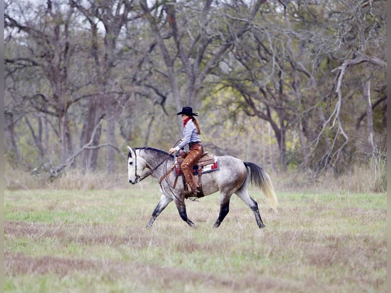 Draft Horse Mix Castrone 5 Anni 160 cm Grigio in Georgetown