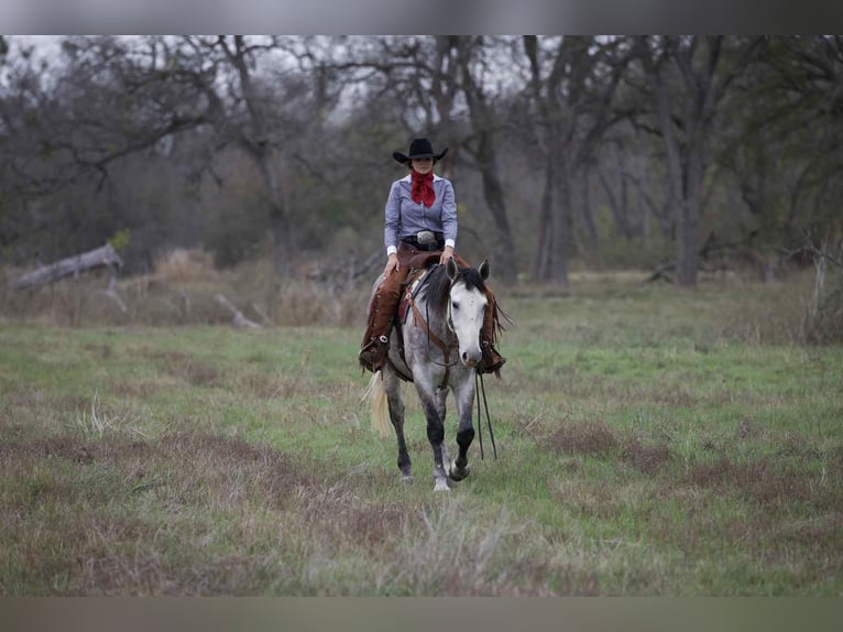 Draft Horse Mix Castrone 5 Anni 160 cm Grigio in Georgetown
