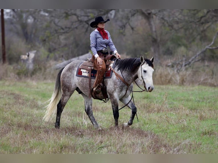 Draft Horse Mix Castrone 5 Anni 160 cm Grigio in Georgetown
