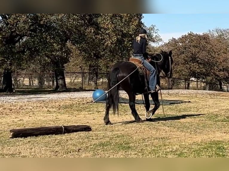 Draft Horse Castrone 5 Anni 160 cm Morello in Jacksboro TX