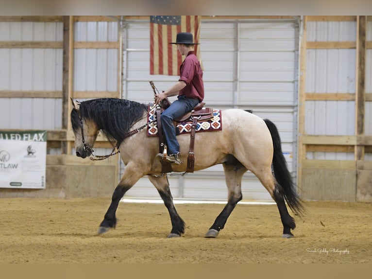 Draft Horse Mix Castrone 5 Anni 160 cm Pelle di daino in Oelwein, IA