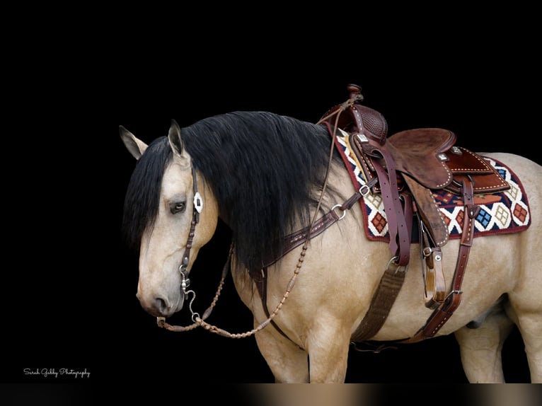 Draft Horse Mix Castrone 5 Anni 160 cm Pelle di daino in Oelwein, IA