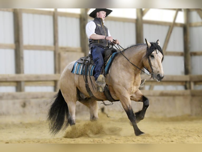 Draft Horse Mix Castrone 5 Anni 160 cm Pelle di daino in Oelwein, IA