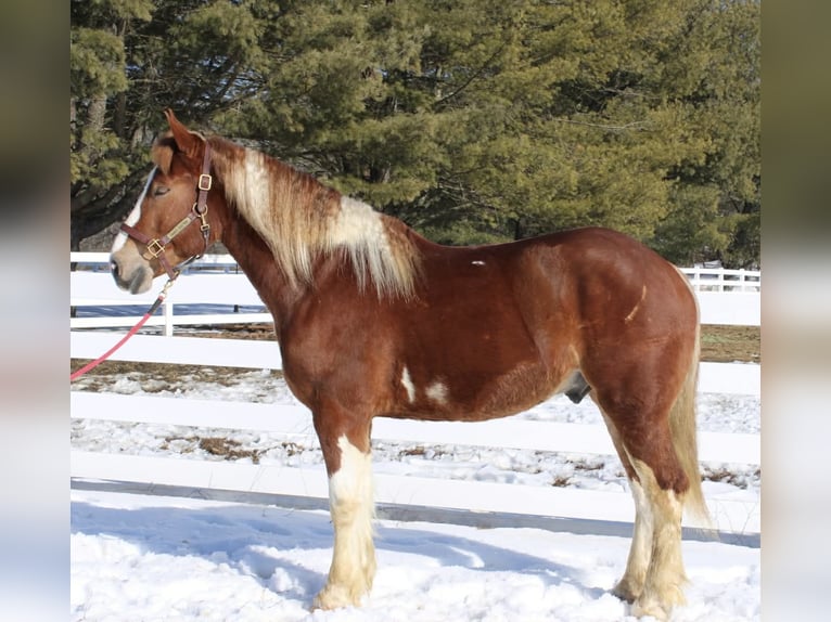 Draft Horse Mix Castrone 5 Anni 160 cm Pezzato in Allentown
