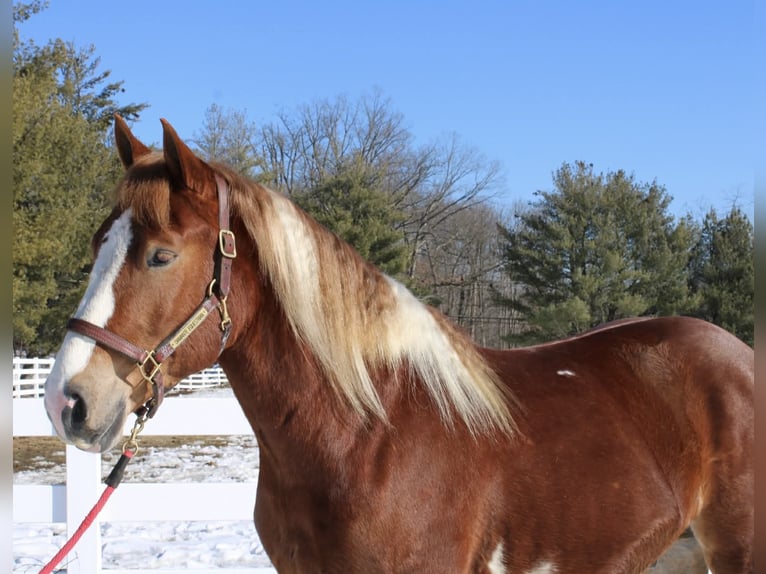 Draft Horse Mix Castrone 5 Anni 160 cm Pezzato in Allentown