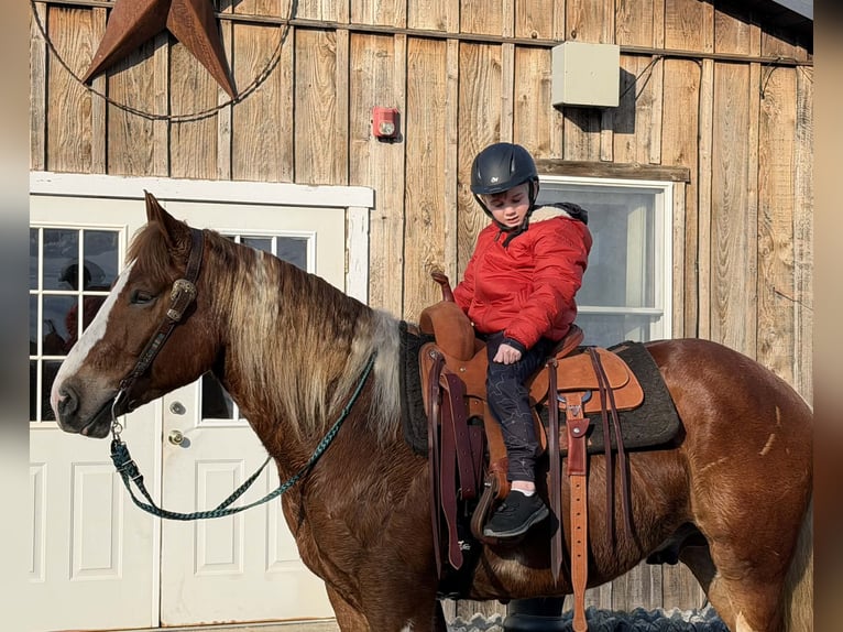 Draft Horse Mix Castrone 5 Anni 160 cm Pezzato in Allentown