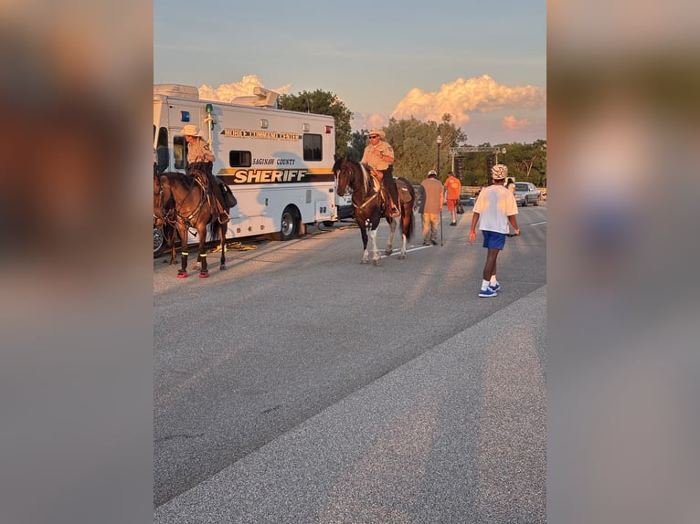 Draft Horse Mix Castrone 5 Anni 160 cm Pezzato in Saginaw