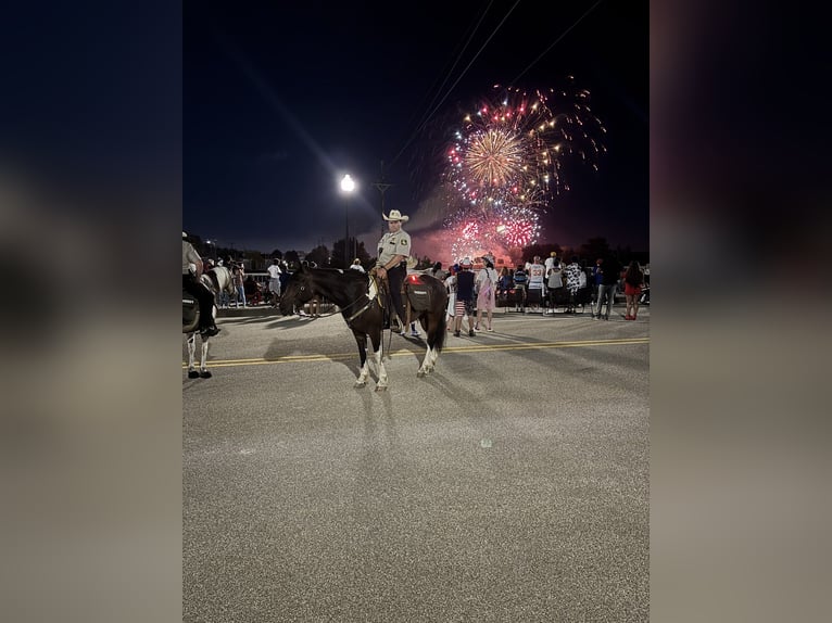 Draft Horse Mix Castrone 5 Anni 160 cm Pezzato in Saginaw