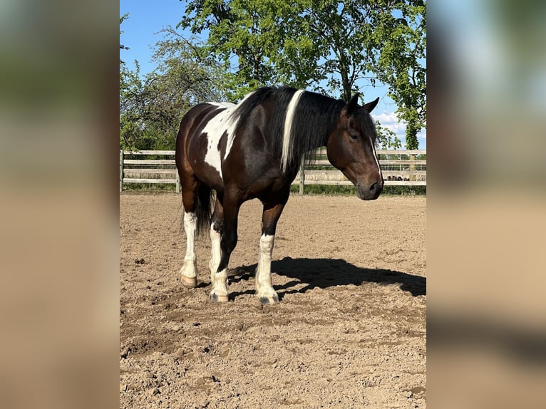 Draft Horse Mix Castrone 5 Anni 160 cm Pezzato in Saginaw