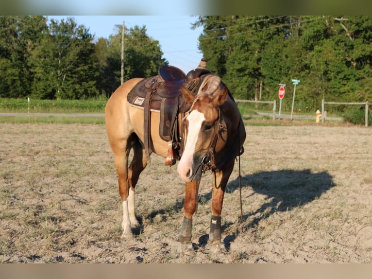 Draft Horse Mix Castrone 5 Anni 160 cm Red dun in Hartsville, SC