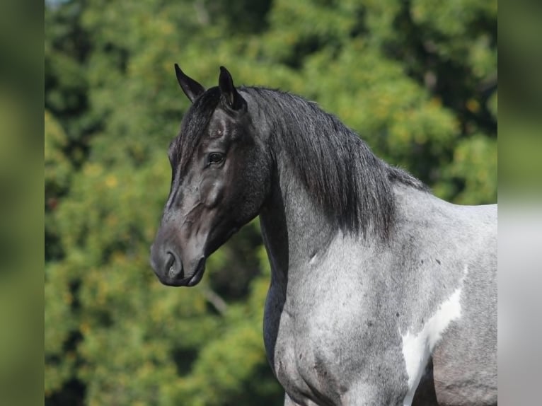Draft Horse Castrone 5 Anni 160 cm Roano blu in Mount Vernon