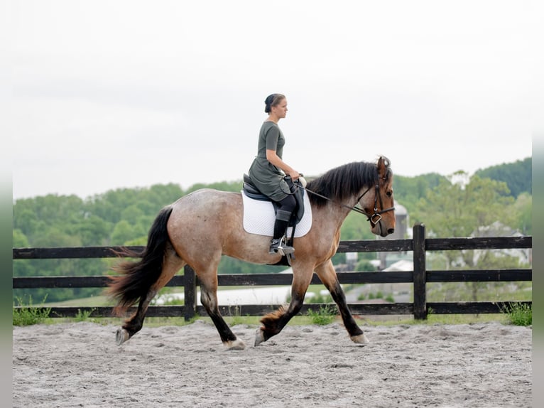 Draft Horse Mix Castrone 5 Anni 160 cm Roano rosso in Honey Brook