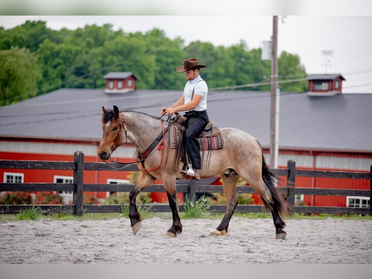 Draft Horse Mix Castrone 5 Anni 160 cm Roano rosso in Honey Brook