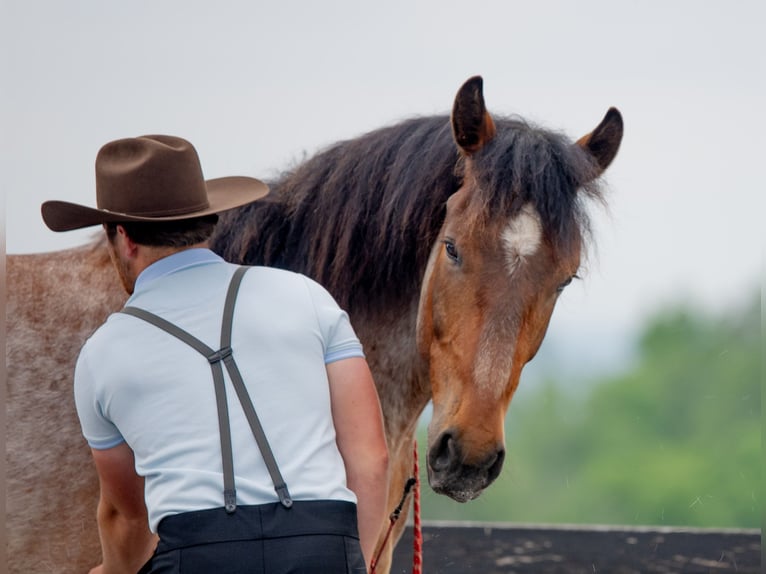 Draft Horse Mix Castrone 5 Anni 160 cm Roano rosso in Honey Brook