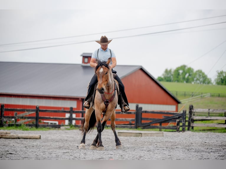 Draft Horse Mix Castrone 5 Anni 160 cm Roano rosso in Honey Brook