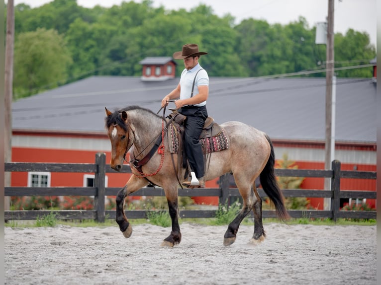 Draft Horse Mix Castrone 5 Anni 160 cm Roano rosso in Honey Brook