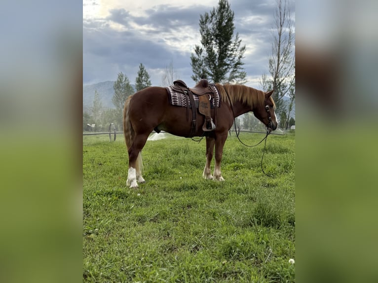 Draft Horse Mix Castrone 5 Anni 160 cm Sauro ciliegia in Heber City