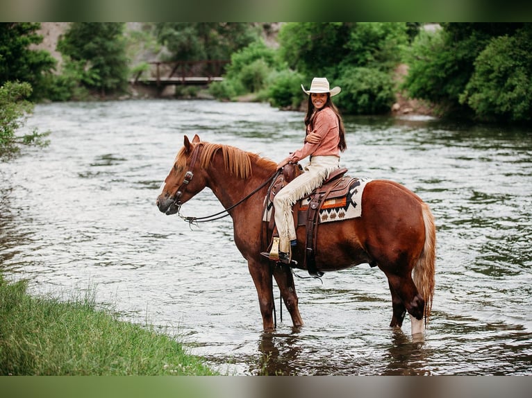 Draft Horse Mix Castrone 5 Anni 160 cm Sauro ciliegia in Heber City Draft Horse Mix Castrone 5 Anni 160 cm Sauro ciliegia in Heber City