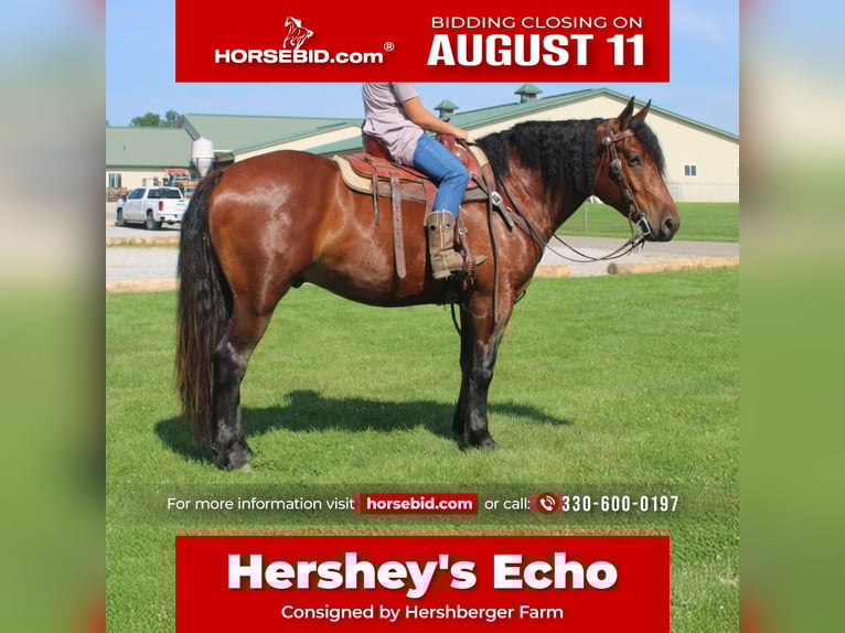 Draft Horse Mix Castrone 5 Anni 163 cm Baio ciliegia in Millersburg, OH
