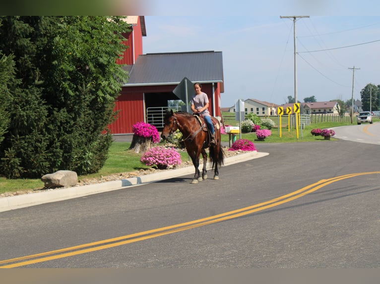 Draft Horse Mix Castrone 5 Anni 163 cm Baio ciliegia in Millersburg, OH