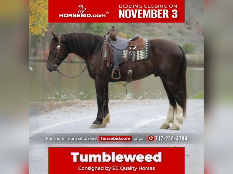 Draft Horse Mix Castrone 5 Anni 163 cm Baio ciliegia in Beaver Springs