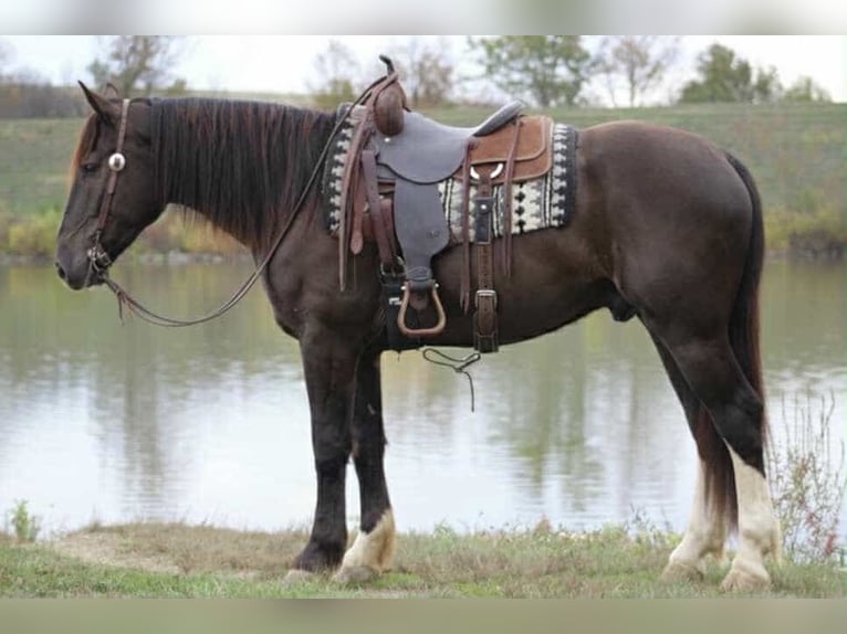 Draft Horse Mix Castrone 5 Anni 163 cm Baio ciliegia in Beaver Springs
