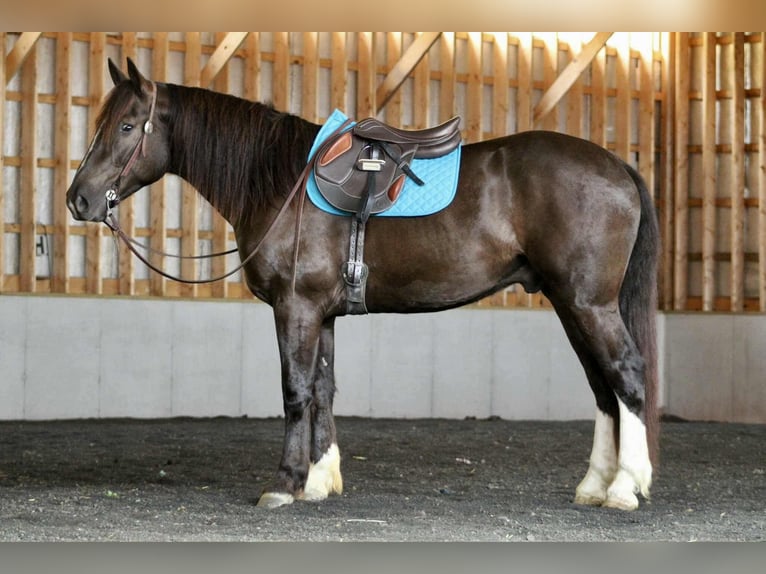 Draft Horse Mix Castrone 5 Anni 163 cm Baio ciliegia in Beaver Springs