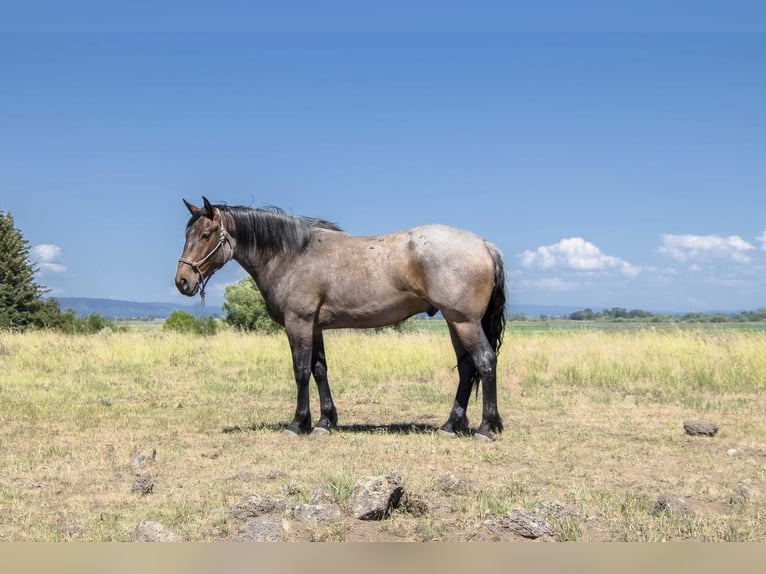 Draft Horse Mix Castrone 5 Anni 163 cm Baio roano in St. Anthony, ID