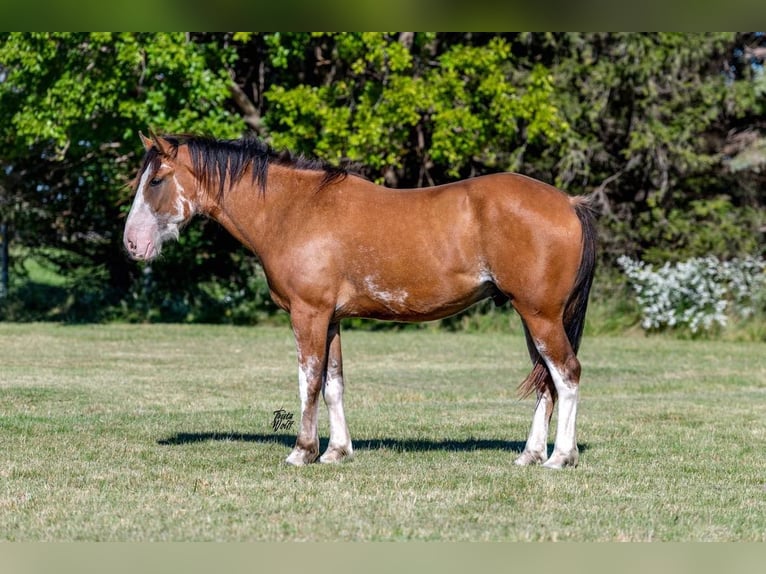 Draft Horse Castrone 5 Anni 163 cm Baio roano in Van Horne IA