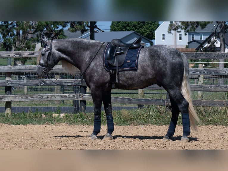 Draft Horse Mix Castrone 5 Anni 163 cm Grigio in Fredericksburg
