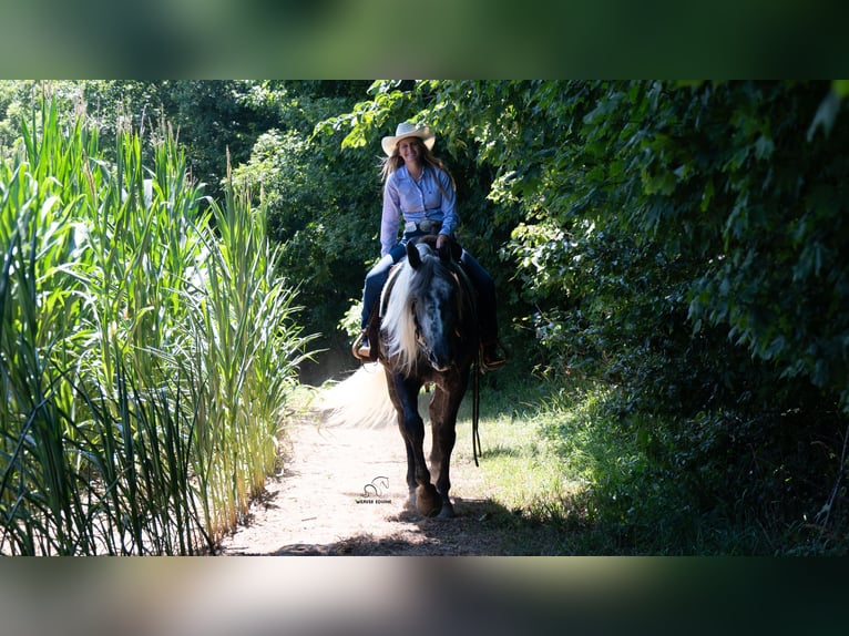 Draft Horse Mix Castrone 5 Anni 163 cm Grigio in Fredericksburg